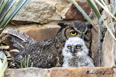 Athena Great Horned Owl 2025